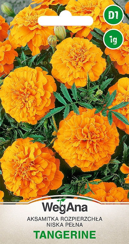 Aksamitka rozpierzchła niska pomarańczowa Tangerine 1g - WegAna