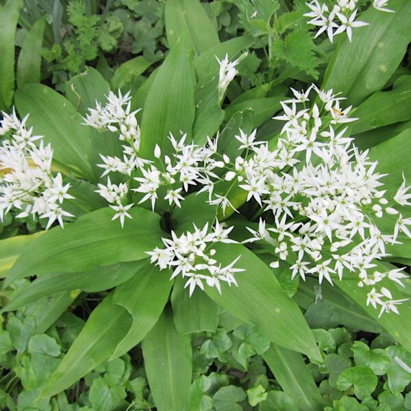 Allium Ursinum Czosnek Niedźwiedzi cebule do sadzenia 3szt.
