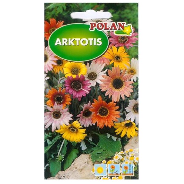 Arktotis mieszany Niedźwiedzie ucho nasiona 0