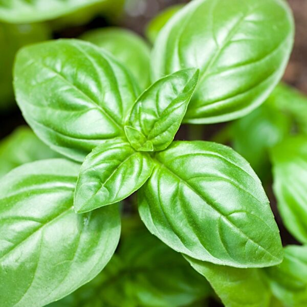 Bazylia właściwa Genovese nasiona 1g - Raj Ogrodnika