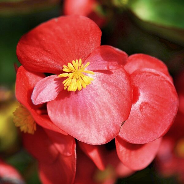Begonia stale kwitnąca purpurowoczerwona F1 nasiona 0