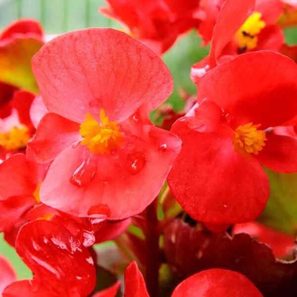 Begonia stale kwitnąca purpurowoczerwona nasiona 0