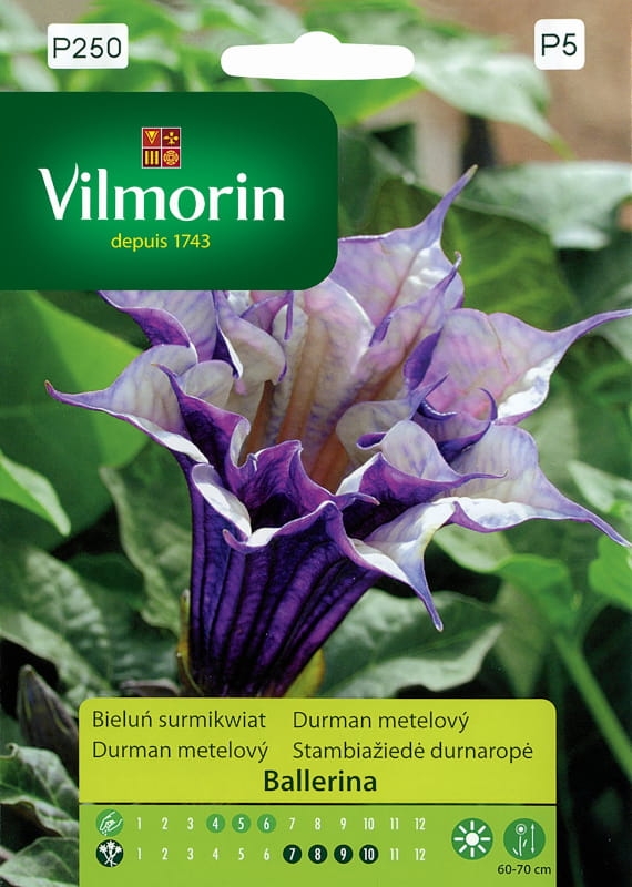 Bieluń Surmikwiat Ballerina nasiona 5 szt. - VILMORIN