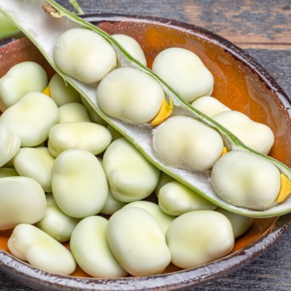 B&oacute;b Bachus nasiona 1000g - PlantiCo