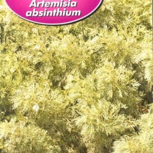 Bylica Piołun nasiona 0