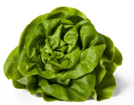 CN Sałata masłowa Syrena 1g