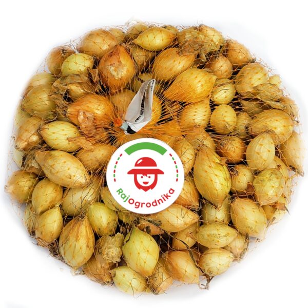 Cebula Dymka Ozima Senshyu Yellow zimowa Ż&Oacute;ŁTA 500g PL