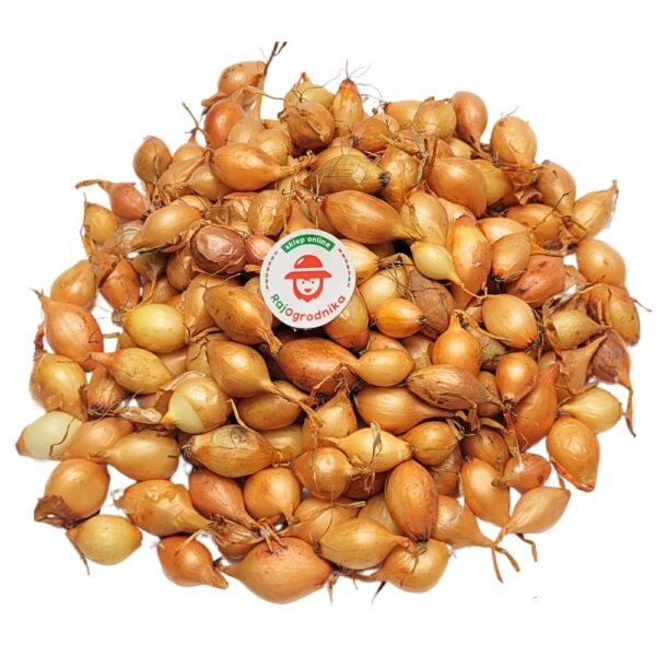 Cebula Dymka Sturon wczesna do sadzenia 500g PL wiosenna
