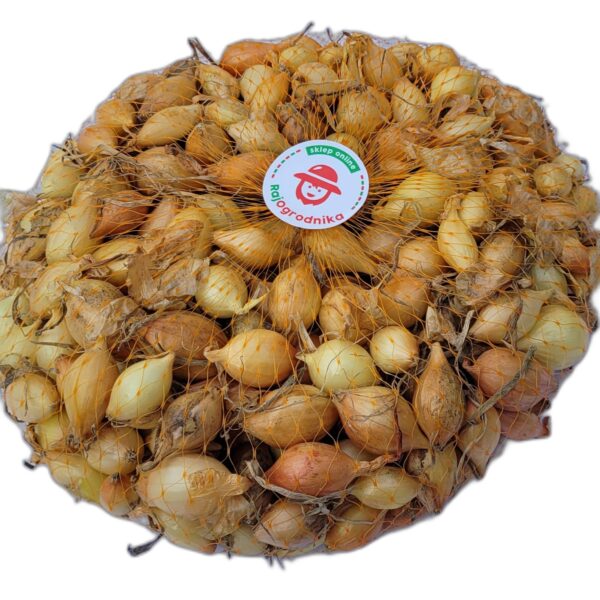 Cebula Dymka Ż&Oacute;ŁTA Senshyu Yellow Ozima 500g NL