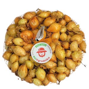 Cebula Dymka żółta Wolska do sadzenia 500g Wiosenna
