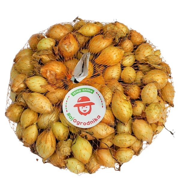 Cebula Dymka ż&oacute;łta Wolska do sadzenia 500g Wiosenna