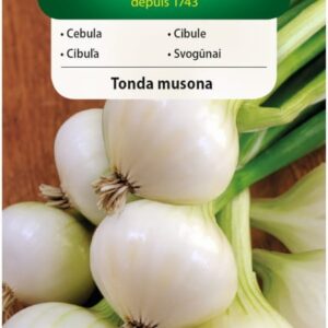 Cebula Tonda Musona biała 2 g - VILMORIN