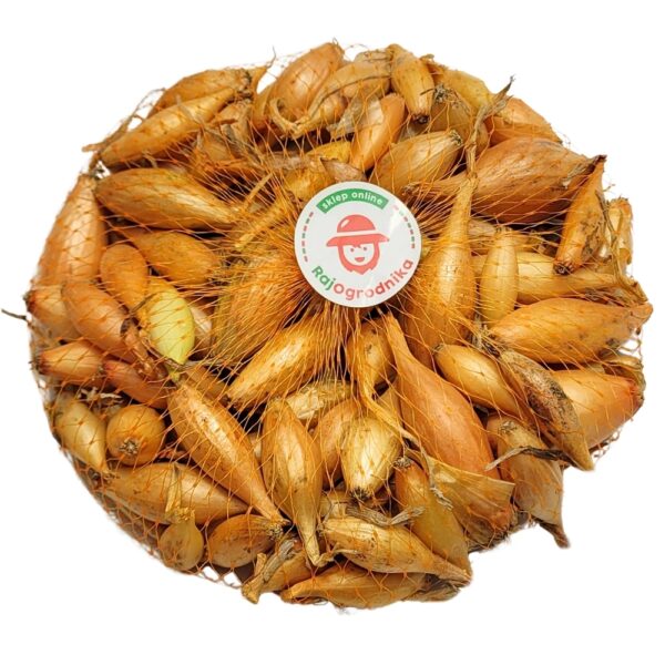 Cebula dymka Birnformige do sadzenia 250g WIOSENNA