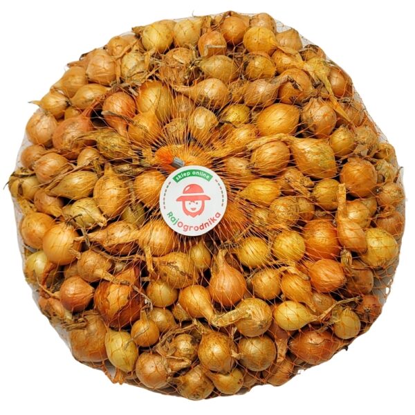 Cebula dymka STUTTGARTER RIESEN do sadzenia 500g wiosenna