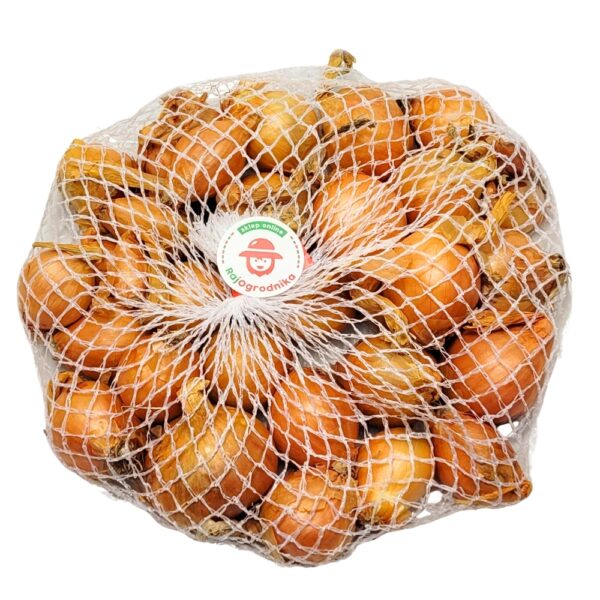 Cebula dymka Szalotka Golden Gourmet do sadzenia NL 250g WIOSENNA