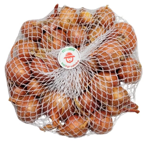 Cebula dymka Szalotka Red Sun do sadzenia 250g WIOSENNA