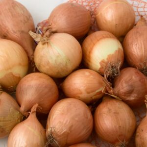 Cebula szalotka Toto nasiona 1g - TORSEED