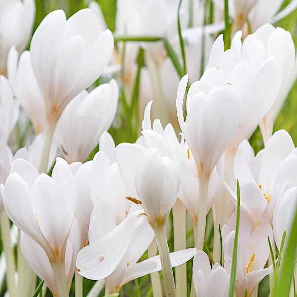Colchicum Autumnale Album Zimowit Biały o licznych białych kwiatach cebulki 1szt.