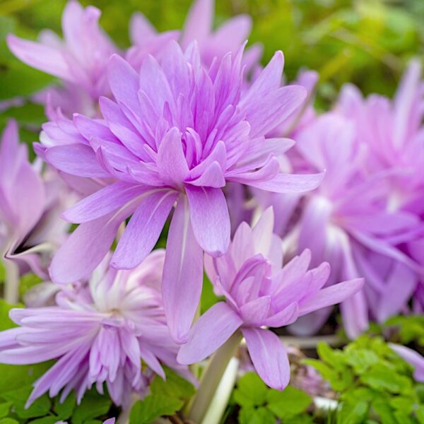 Colchicum Waterlily Zimowit Waterlily o kwiatach pełnych cebulki 1szt.
