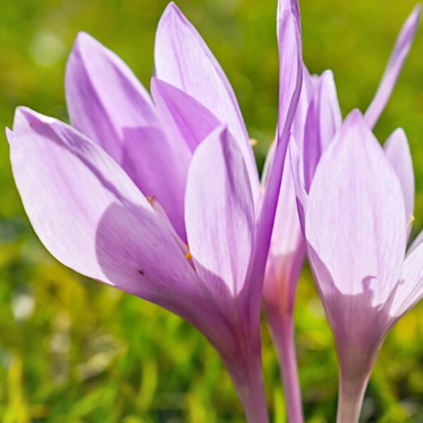 Colchicum Zimowit The Giant o dużych licznych kwiatach cebulki 1szt.