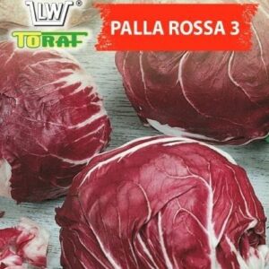 Cykoria sałatowa Palla Rossa 3 nasiona 5g- TORAF