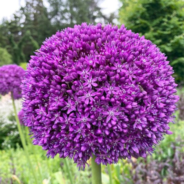 Czosnek Olbrzymi Allium Giganteum bardzo duże fioletowe kwiaty cebulka 1 szt.