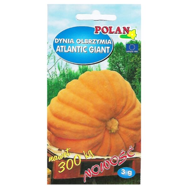 Dynia olbrzymia Atlantic Giant nasiona 3g - POLAN