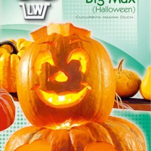 Dynia olbrzymia Big Max nasiona 3g -TORAF