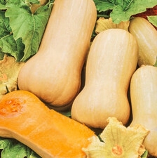 EJA Dynia zwyczajna piżmowa Liscia 100g