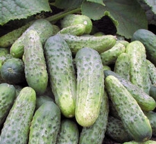EJA Og&oacute;rek Bara 100g