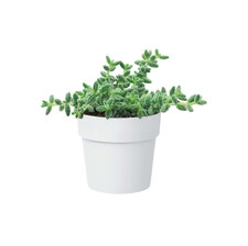 ELHO B.FOR ORIGINAL MINI OKRĄGŁA OSŁONKA 11CM BIAŁA