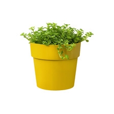 ELHO B.FOR ORIGINAL MINI OKRĄGŁA OSŁONKA 11CM Ż&Oacute;ŁTA