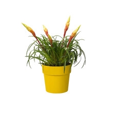 ELHO B.FOR ORIGINAL OKRĄGŁA OSŁONKA 18CM Ż&Oacute;ŁTA