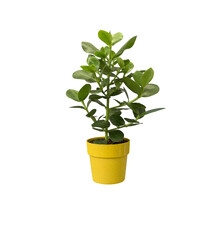 ELHO B.FOR ORIGINAL OKRĄGŁA OSŁONKA 25CM Ż&Oacute;ŁTA