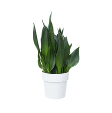 ELHO B.FOR ORIGINAL OKRĄGŁA OSŁONKA Z K&Oacute;ŁKAMI 35CM BIAŁA
