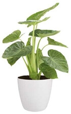 ELHO BRUSSELS OSŁONKA OKRĄGŁA Z K&Oacute;ŁKAMI 35CM BIAŁA