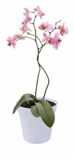 ELHO GREEN BASICS DONICZKA DO ORCHIDEI 15CM PRZEZROCZYSTA