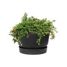 ELHO GREENVILLE DONICZKA MISA 33CM CZARNA