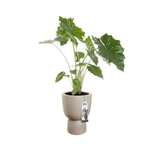 ELHO PURE COUPE 35CM DONICA BEŻ