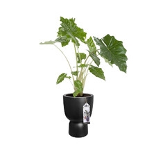 ELHO PURE COUPE 35CM DONICA CZARNA