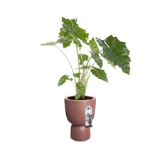 ELHO PURE COUPE 35CM DONICA RÓŻOWY BRĄZ
