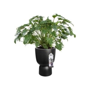 ELHO PURE COUPE 41CM DONICA CZARNA