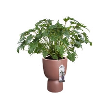 ELHO PURE COUPE 41CM DONICA RÓŻOWY BRĄZ