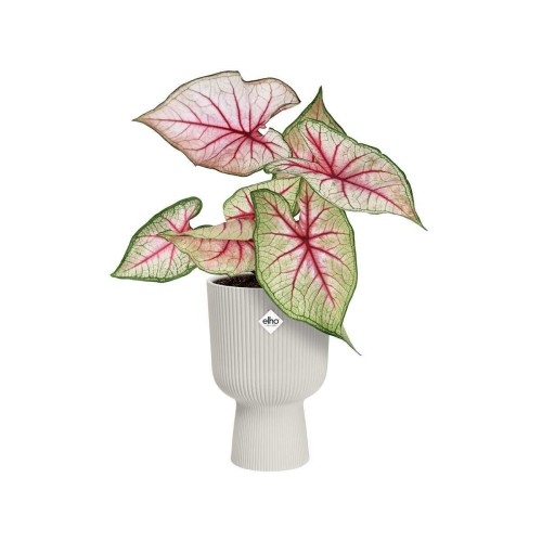 ELHO VIBES FOLD COUPE 14CM OSŁONKA BIAŁA
