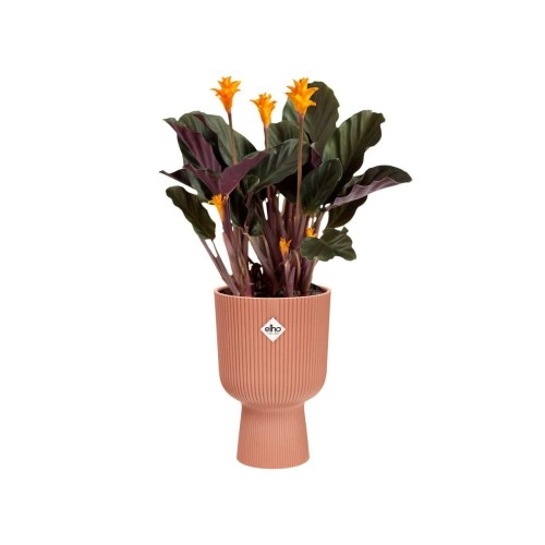 ELHO VIBES FOLD COUPE 14CM OSŁONKA DELIKATNY R&Oacute;ŻOWY