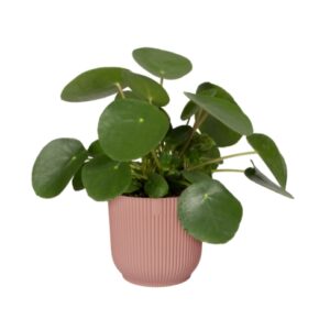 ELHO VIBES FOLD ROUND MINI 9CM OSŁONKA DELIKATNY RÓŻOWY