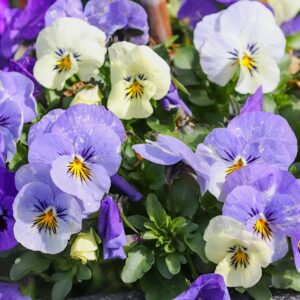 Fiołek rogaty Bambini mix nasiona 0