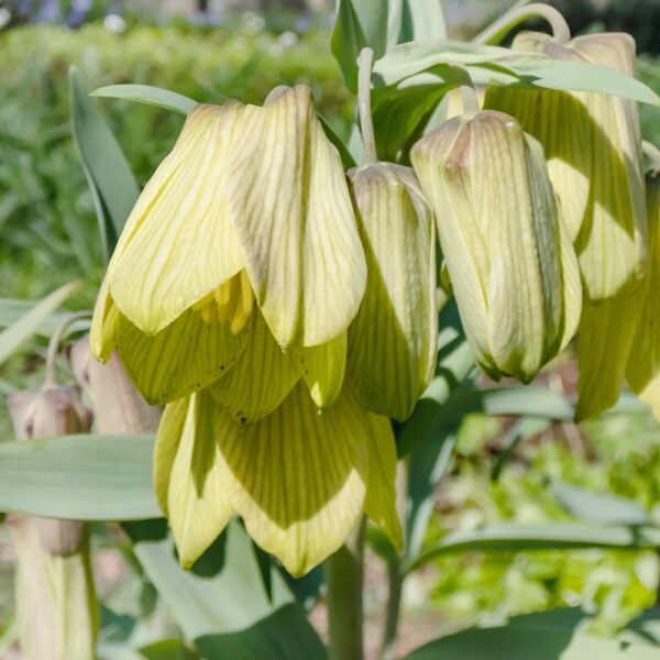 Fritillaria Pallidiflora Szachownica Bladokwiatowa jasne kwiaty cebulki 1szt.