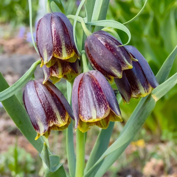 Fritillaria Uva-Vulpis Szachownica Lisie Grono kolorowe kwiaty cebulki 10 szt.