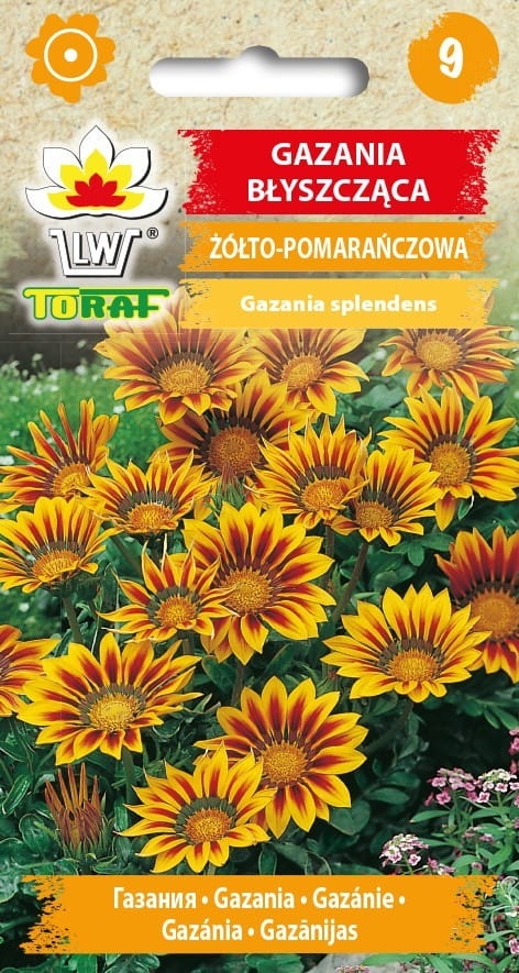 Gazania nasiona 0